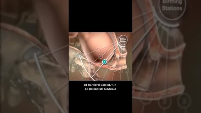 Наглядное акушерство: как проходят роды 🔥 #роды #акушерка #естественныероды смотреть онлайн