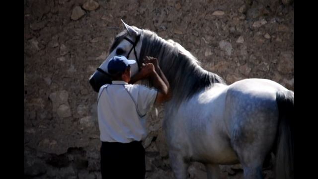 Под начинающего всадника смотреть онлайн