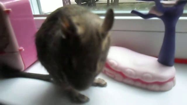 Degu Mikki (дегу Микки) смотреть онлайн