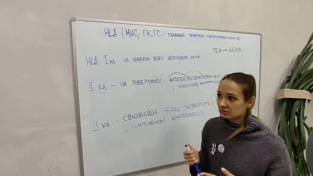 HLA система 2