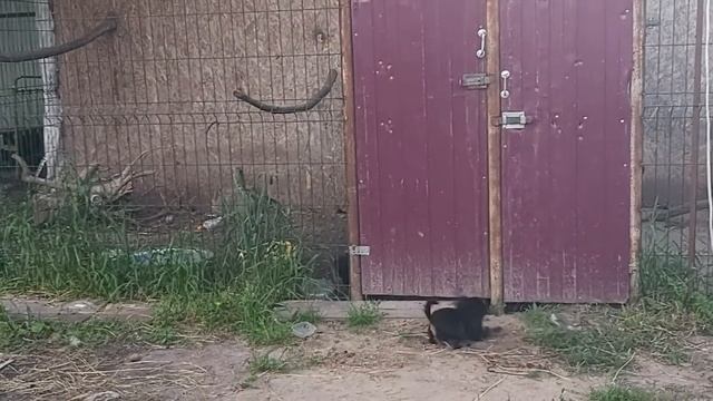 Вороны 24 06 20 г смотреть онлайн