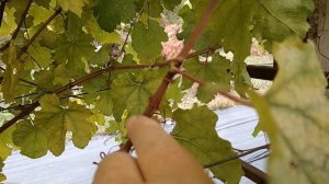 ГФ Каролина (Калугин В. М.) прививка 2024г.виноградник Король В.Н. г.Краснодар Slava.King2007@mail.r