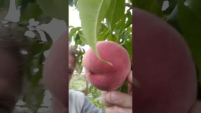 Персики выращенные Московской области, оферта, услуги, прочтите описание к этому видео, нужно пишите