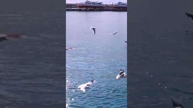 Это же правда! Чтобы любить и радость дарить достаточно просто жить! /автор Яромила Солнце/ #short смотреть онлайн