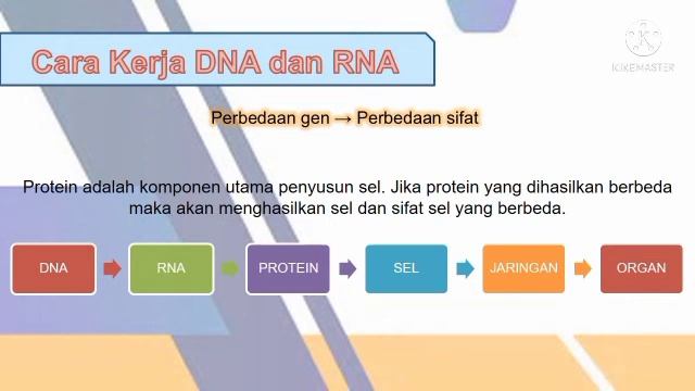 Pewarisan Sifat Pada Makhluk Hidup смотреть онлайн