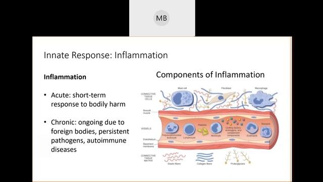 Lymphatic and Immune Systems Second Line of Defense смотреть онлайн