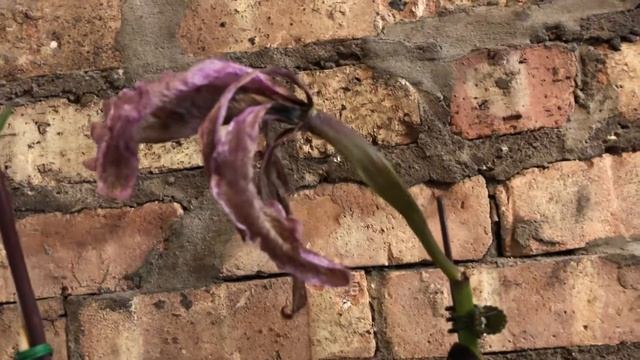 Success! Cattleya gaskelliana and Cattleyanthe Jewel Box смотреть онлайн