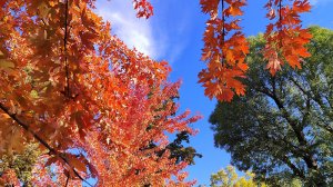 Премьера авторской песни "Не спрашивай о годах, что минули" #сезонконтентаRUTUBE