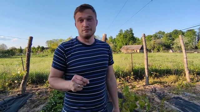 Ось такий у нас виноград на 22 травня (далі бонус для підписників ДОГЛЯД ) смотреть онлайн
