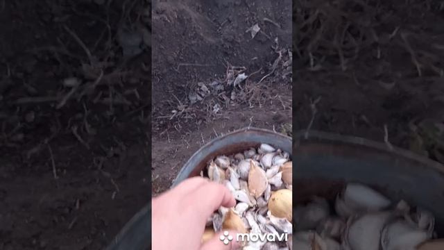 ПОСАДКА ЧЕСНОКА И РАКОМБОЛЯ В 2023Г. ОГОРОД НА КУБАНИ. shorts# смотреть онлайн