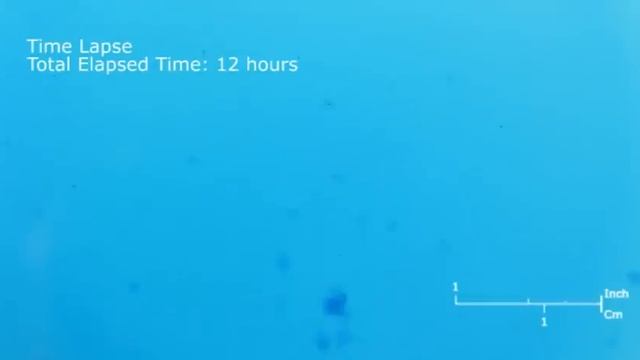 How to Grow Copper Sulfate Crystals смотреть онлайн