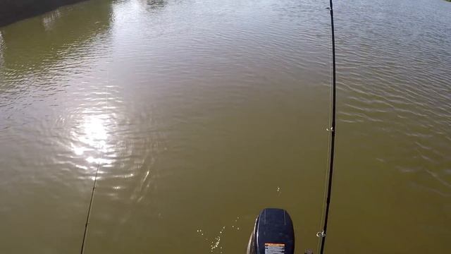 Июльская рыбалка в Астрахани 2021 Ловля сазана на жмых Разведка новых мест смотреть онлайн