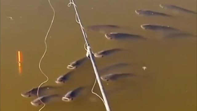 Рыбалка 🎣. Юмор. Наглая рыба. смотреть онлайн