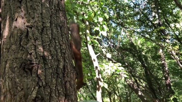 ЛЮБОПЫТНЫЕ БЕЛКИ / curious squirrels смотреть онлайн