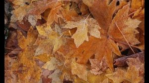 РОМАН СОН - ЛИСТОПАД