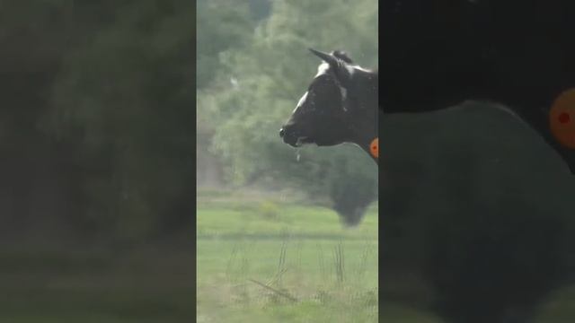 нерест сазана #рыбалкавастрахани #вобла #сазан смотреть онлайн