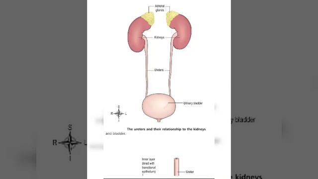 Gall bladder stone and kidney desease смотреть онлайн