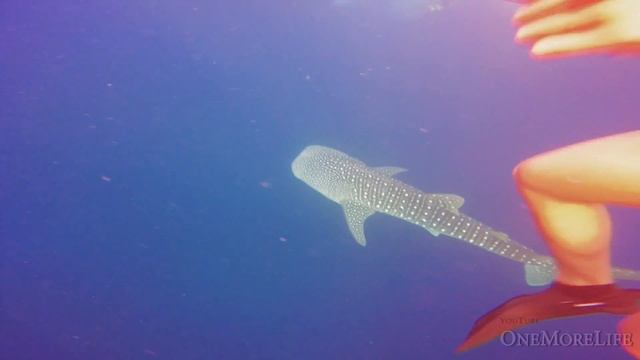 Free Diving With Shark. Swimming Alongside An Whale Shark With GoPro. Nadando Junto Con El Tiburón. смотреть онлайн