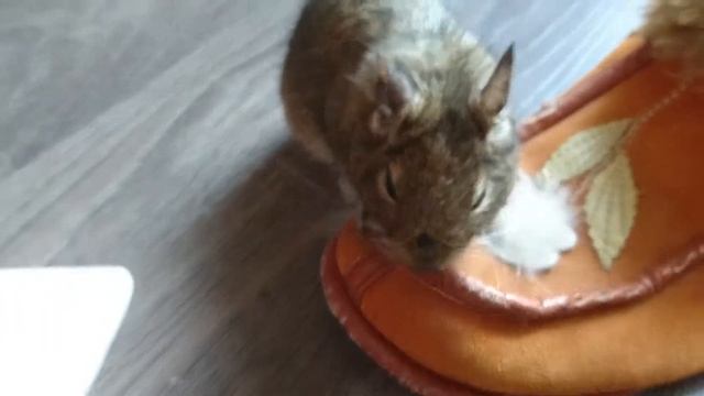 Дегу ест кожаные чуни смотреть онлайн