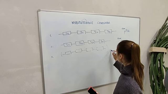 Мультигенные семейства 2