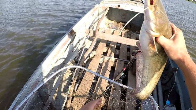 Сомята дорвались до лакомства Бешенный клев хищника в Астрахани, правда не крупного смотреть онлайн