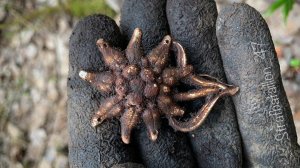 ЦВЕТОК ЭЛИТЫ 3 РЕЙХА! КОП ПО ВОЙНЕ!