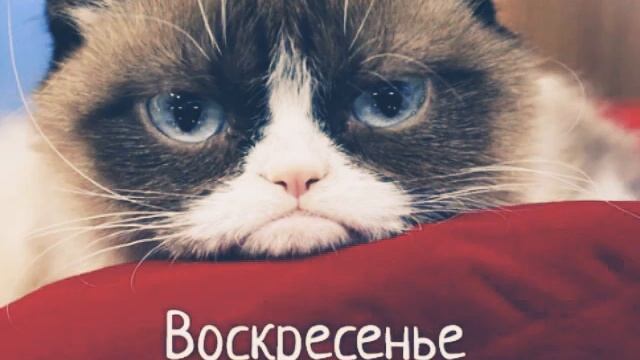 Тихо шифером шурша, Едет крыша не спеша! смотреть онлайн
