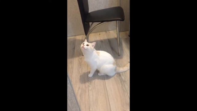 Кот -Повелитель мух. смотреть онлайн