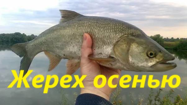 КАК ЛОВИТЬ ЖЕРЕХА ОСЕНЬЮ? ЛОВЛЯ ЖЕРЕХА на РЕКЕ. МЕСТА И НАЖИВКИ для ЛОВЛИ ЖЕРЕХА в ОСЕННЕЕ ВРЕМЯ смотреть онлайн