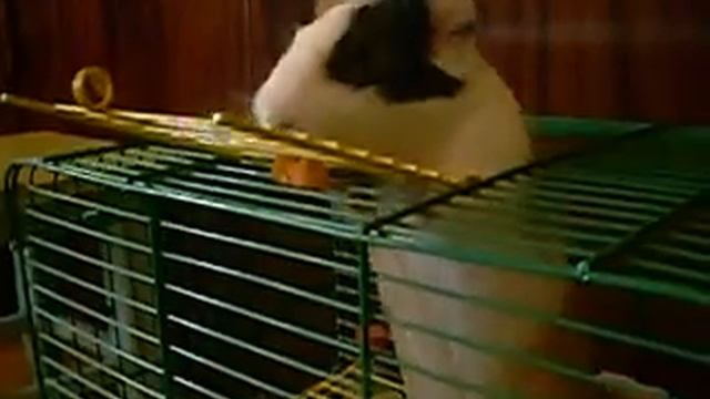 Джои достает секретную морковку смотреть онлайн