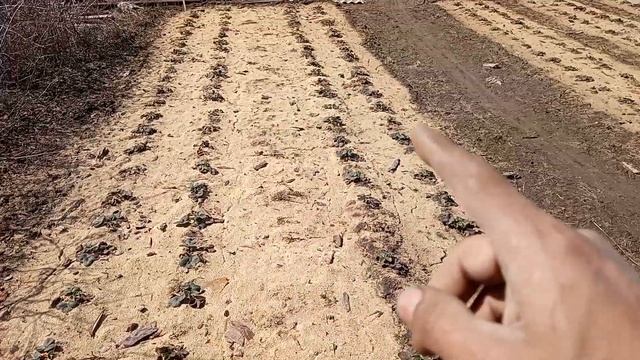 Клубника.Опилки или солома,что лучше? смотреть онлайн