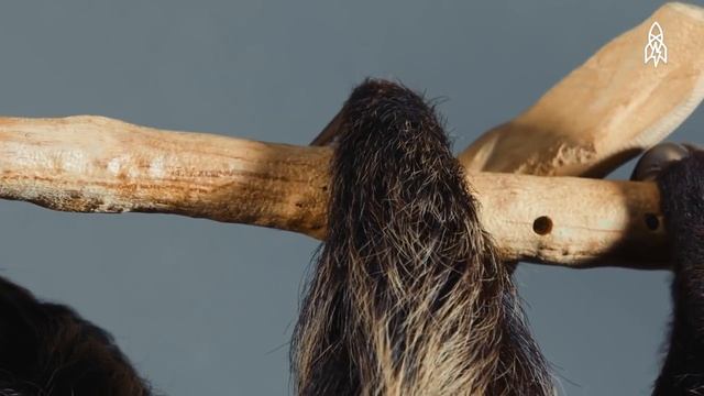 Two-toed sloth смотреть онлайн