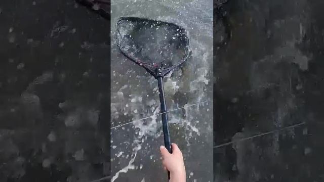 день рыбака в Астрахани #рыбалкавастрахани #рыбалка2024 #fishing смотреть онлайн