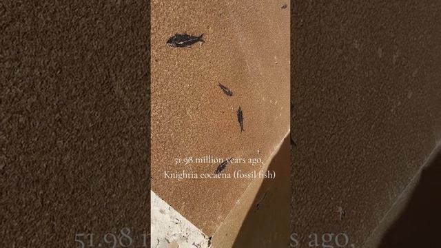 Вот так учёные добывают окаменелую рыбу