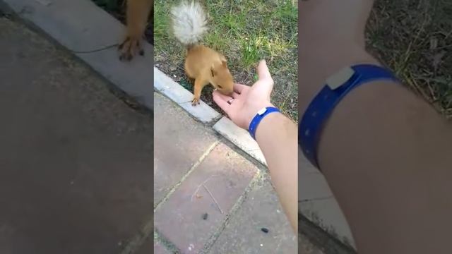 Ручные белки ОК МОТОР смотреть онлайн