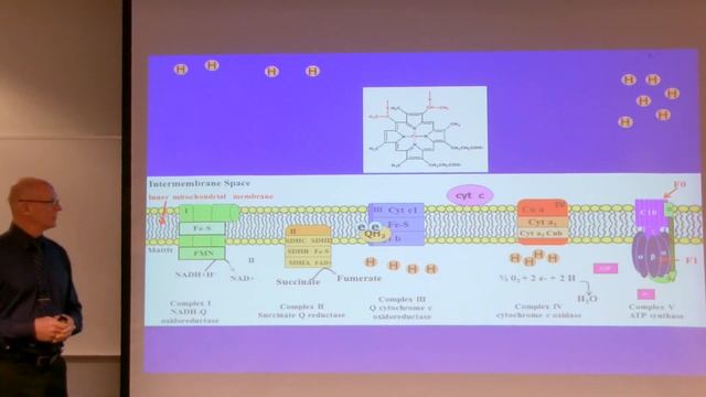 The Electron Transport Chain / The Chemiosmotic Theory / Oxidative Phosphorylation смотреть онлайн