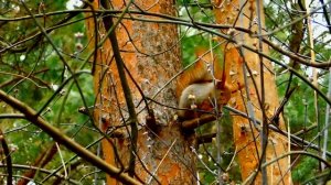 Белка цокает