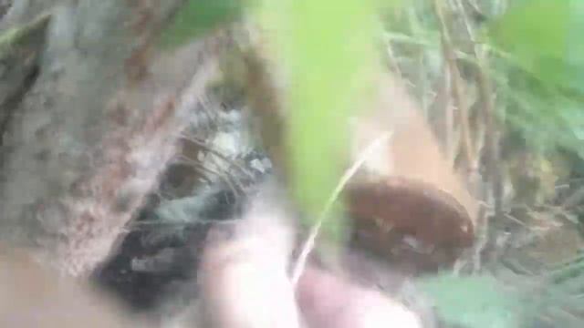 Белые грибы в Астраханской области смотреть онлайн