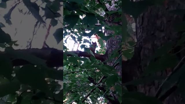 Уральская белка смотреть онлайн
