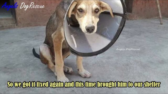 Rescue Poor Puppy who has got a anal prolapse while trying to defecate смотреть онлайн