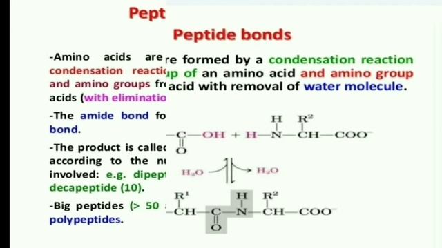 Peptide Bond Formation (B.Sc.3rd year) смотреть онлайн