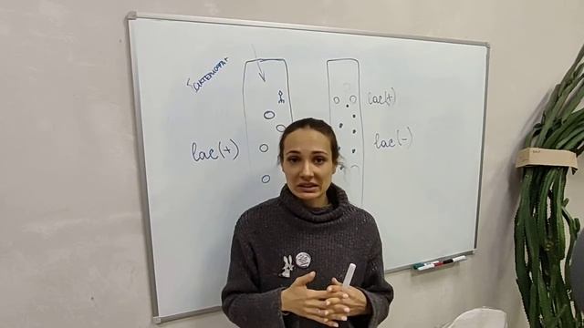 Доказательства роли ДНК в передаче наследственной информации. Конъюгация.