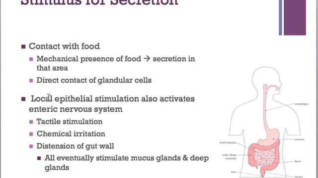 Physiology of Gastrointestinal Secretion: Introduction смотреть онлайн