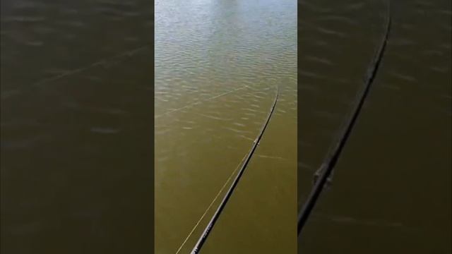 Судак начал чуть подниматься с моря #рыбалкаастрахань #рыбалкавастраханскойобласти #ямашкин смотреть онлайн