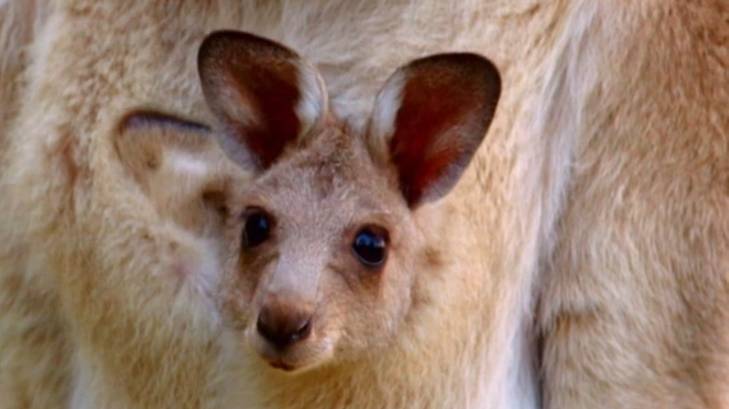 Кенгуру смотреть онлайн