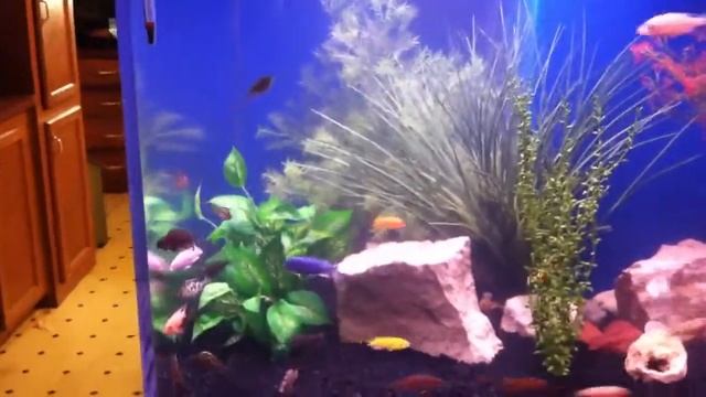 Huge Cichlid Tank 1000+ Liters смотреть онлайн
