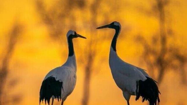 Осень журавлиная смотреть онлайн