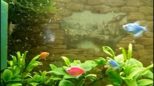 Личинки комара кулекса для аквариумных рыбок