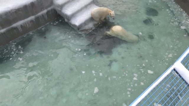 Герда долго готовилась и прыгнула в воду с берега. 15.03.2024 смотреть онлайн