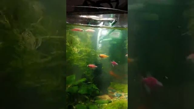 Завёл себе аквариум с рыбками 🤗 смотреть онлайн